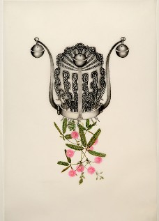 Mimosa pudica (Yabba)