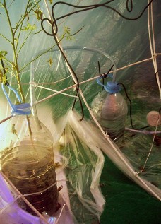 De la Jungle Sphère à la Parade Nuptiale