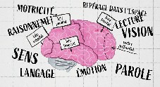 Comment fonctionne le cerveau pour apprendre ?