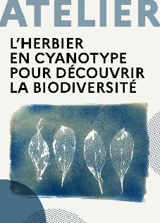 L'herbier en cyanotype pour découvrir la biodiversité