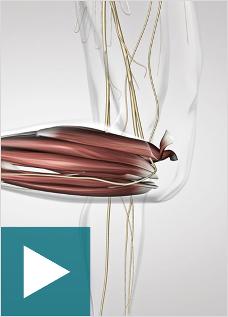 Le réflexe myotatique